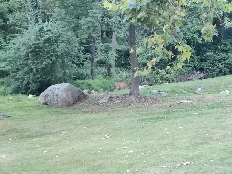 A blurry image of a white tail doe grazing on bushes and small trees at the edge of the property line.